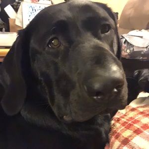 Meet your Posher, Leah